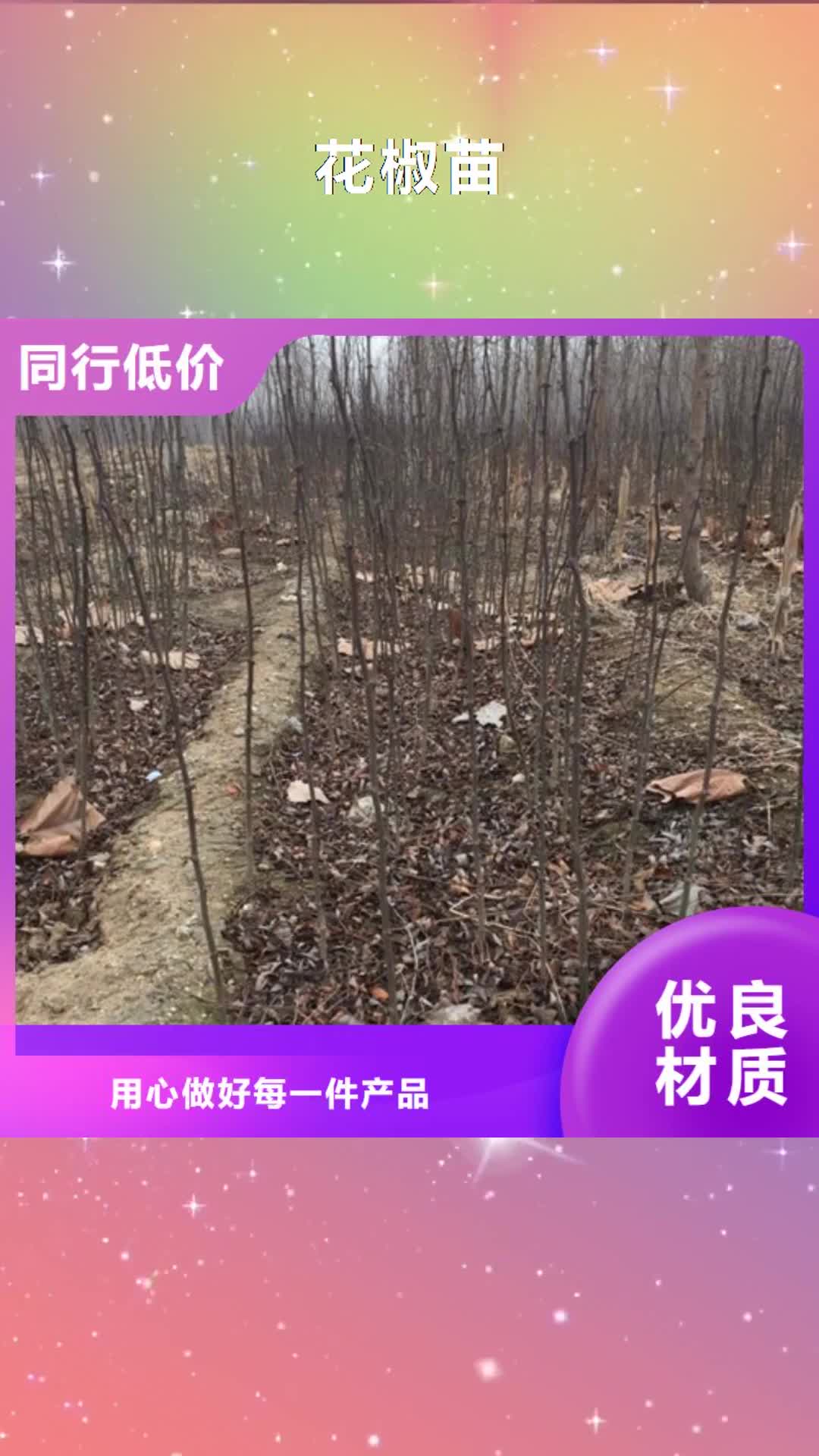 福建【花椒苗】 板栗苗订制批发