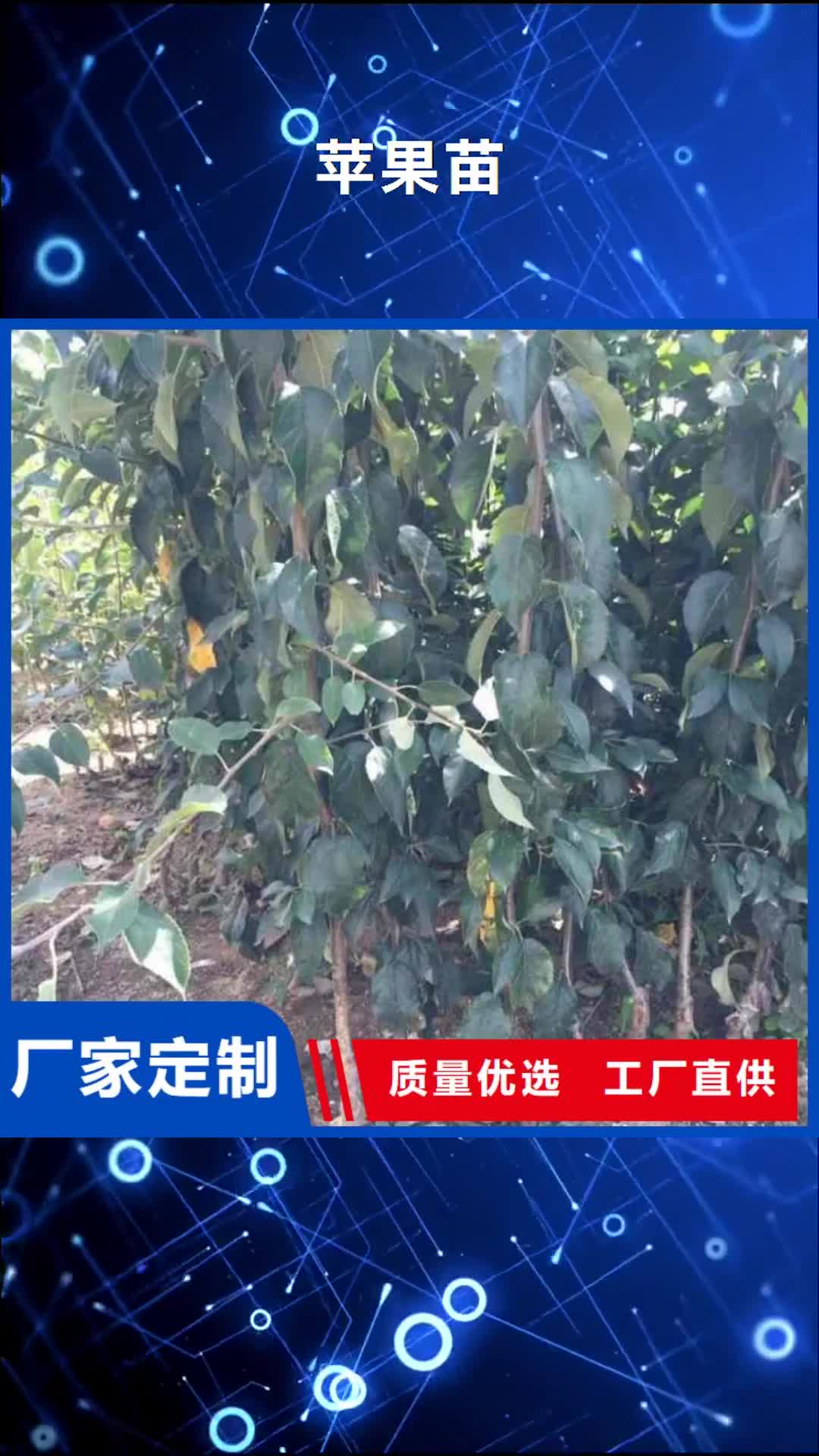 【衡阳 苹果苗山楂苗可零售可批发】