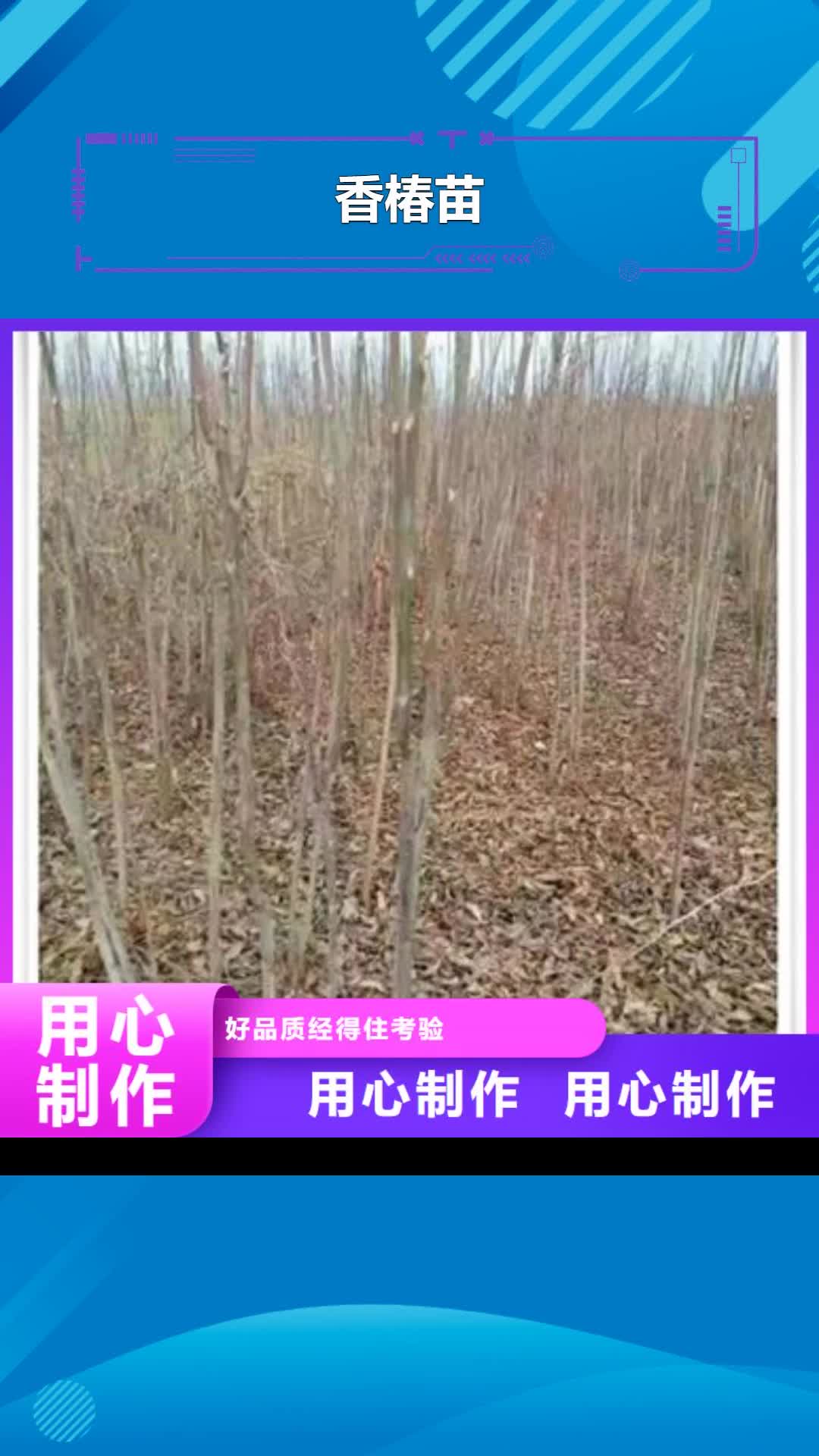 【平顶山 香椿苗 板栗苗品质保证实力见证】