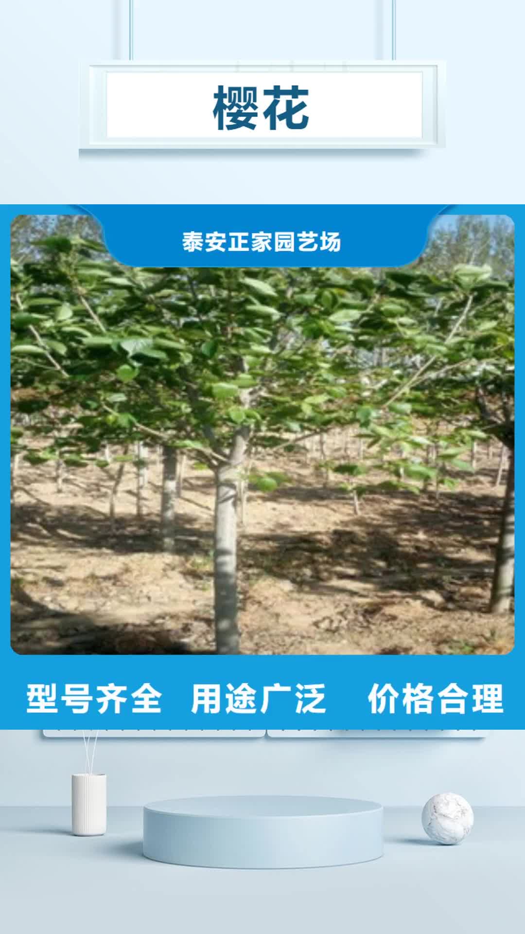 遂宁 樱花 【绿化树 绿化工程】自营品质有保障