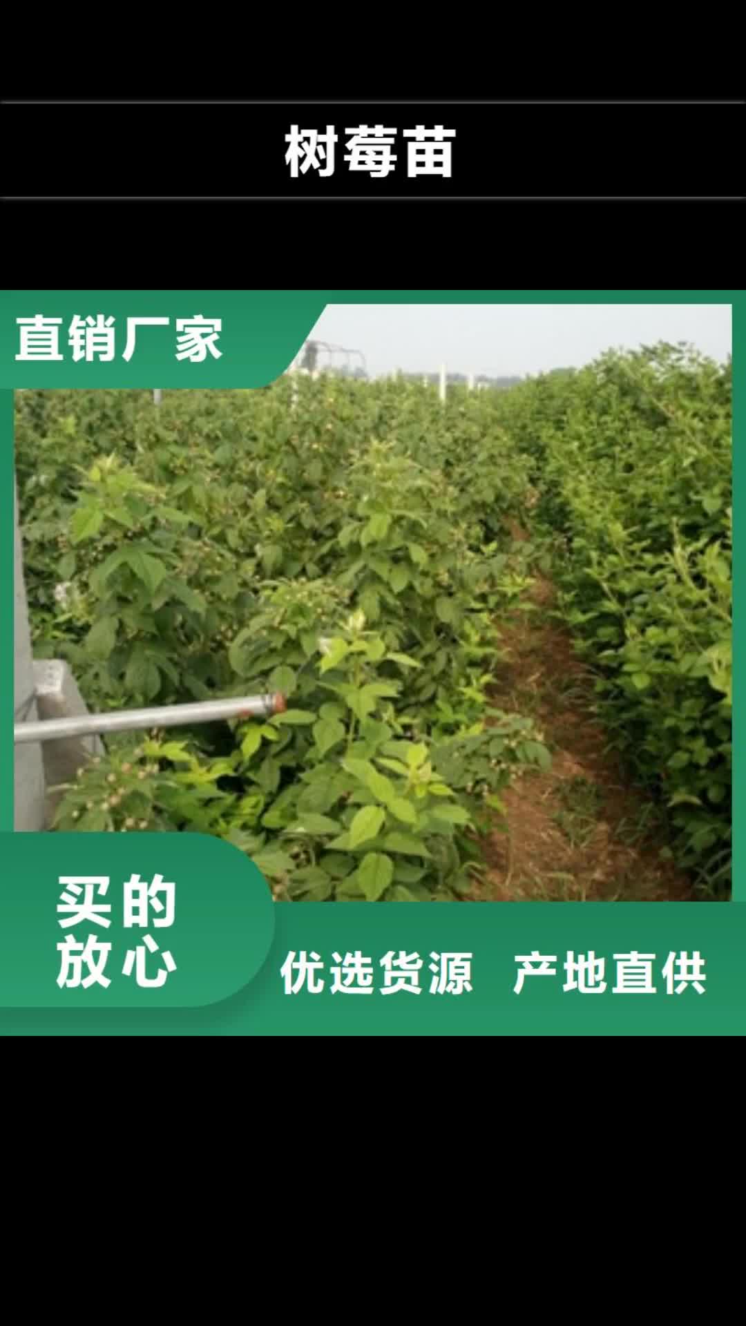 克拉玛依 树莓苗【核桃苗 樱花苗 长果桑树苗】满足您多种采购需求