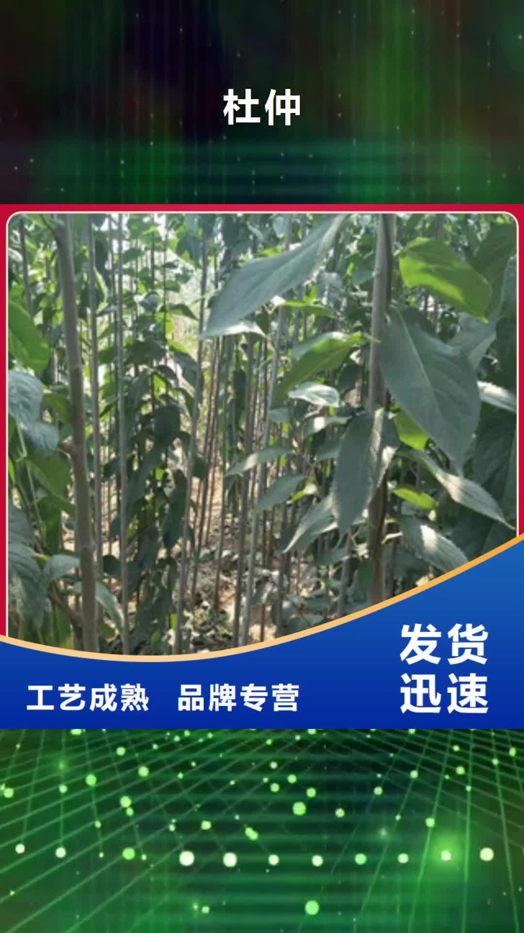 鄂尔多斯【杜仲】-占地果树匠心制造