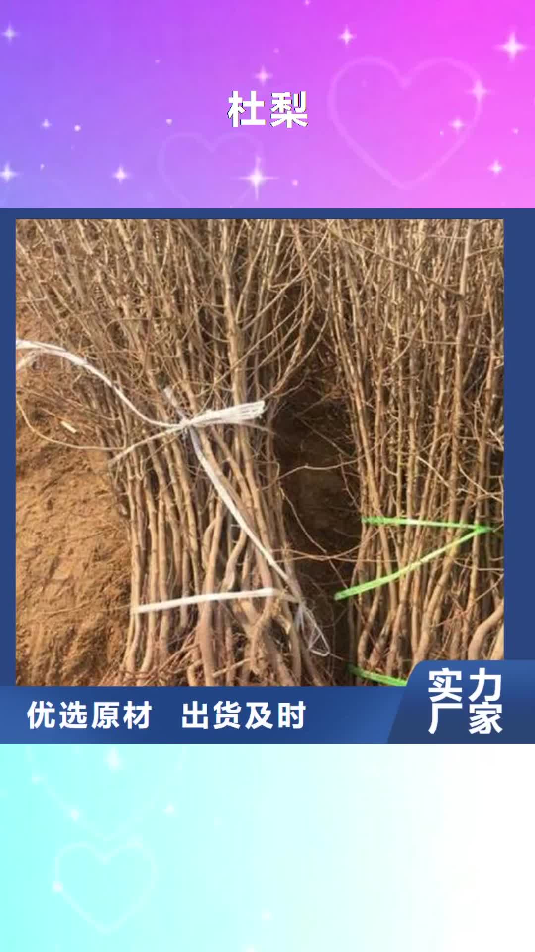 株洲【杜梨】 新梨7号梨树苗行业优选