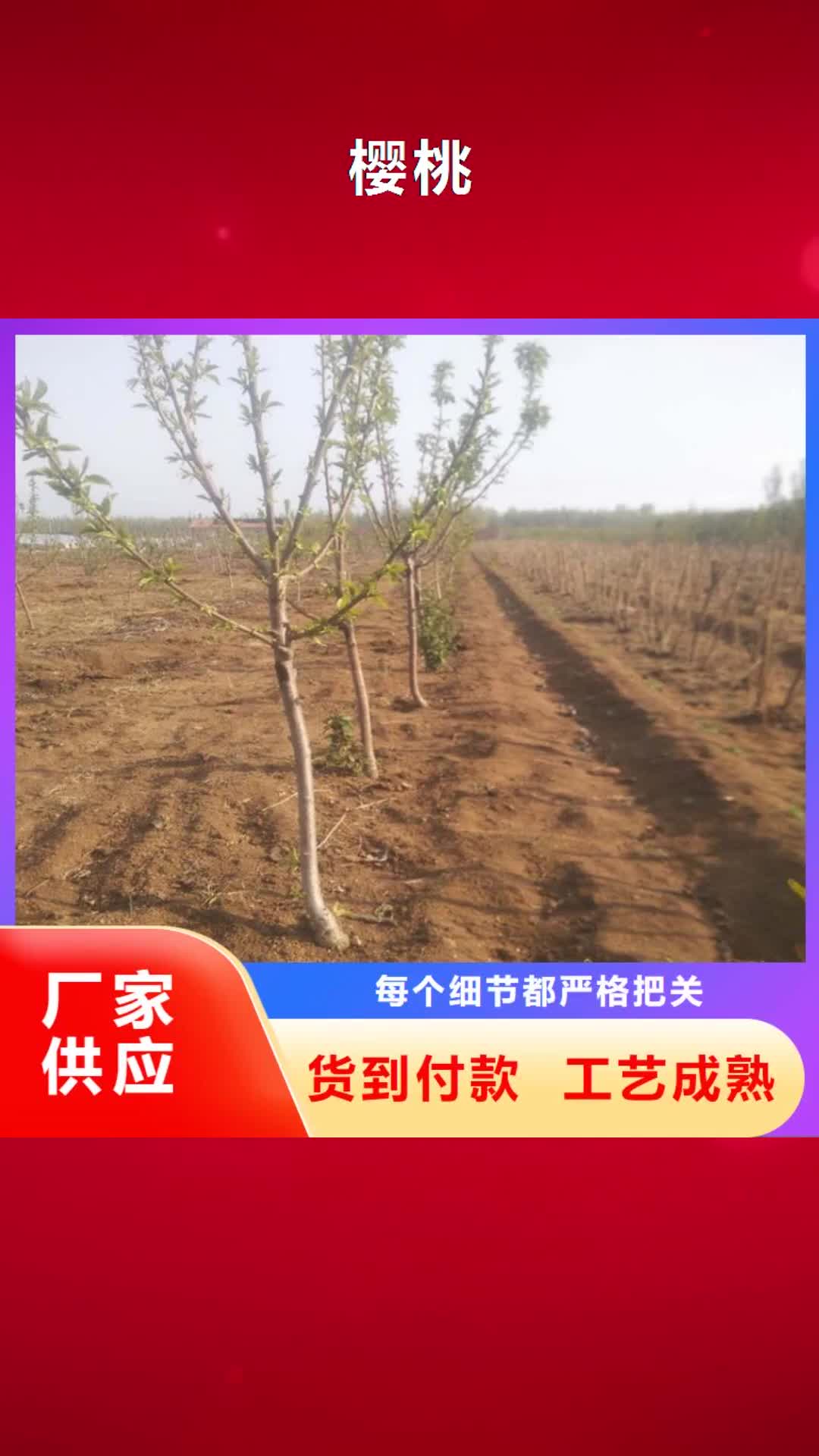 莱芜【樱桃】桃树苗优质工艺