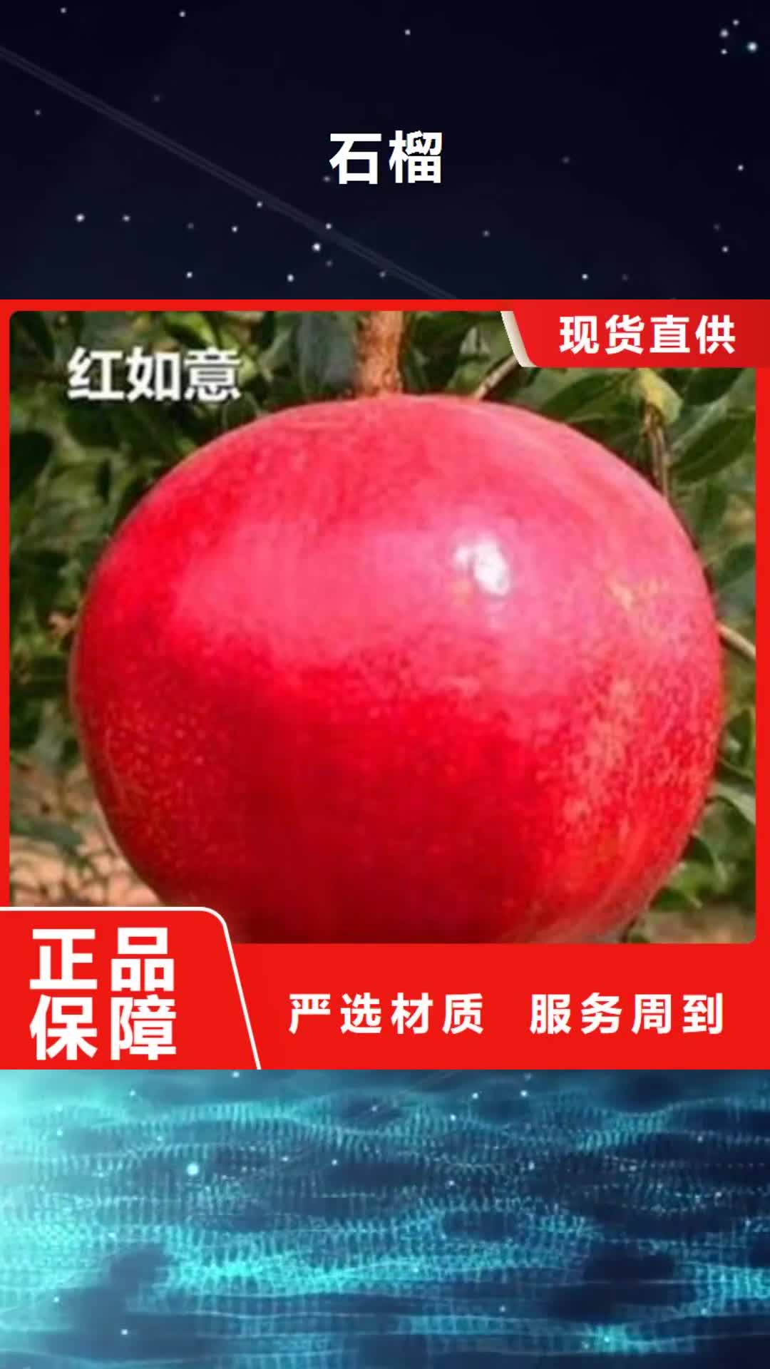 平凉 石榴【蓝莓苗】工程施工案例