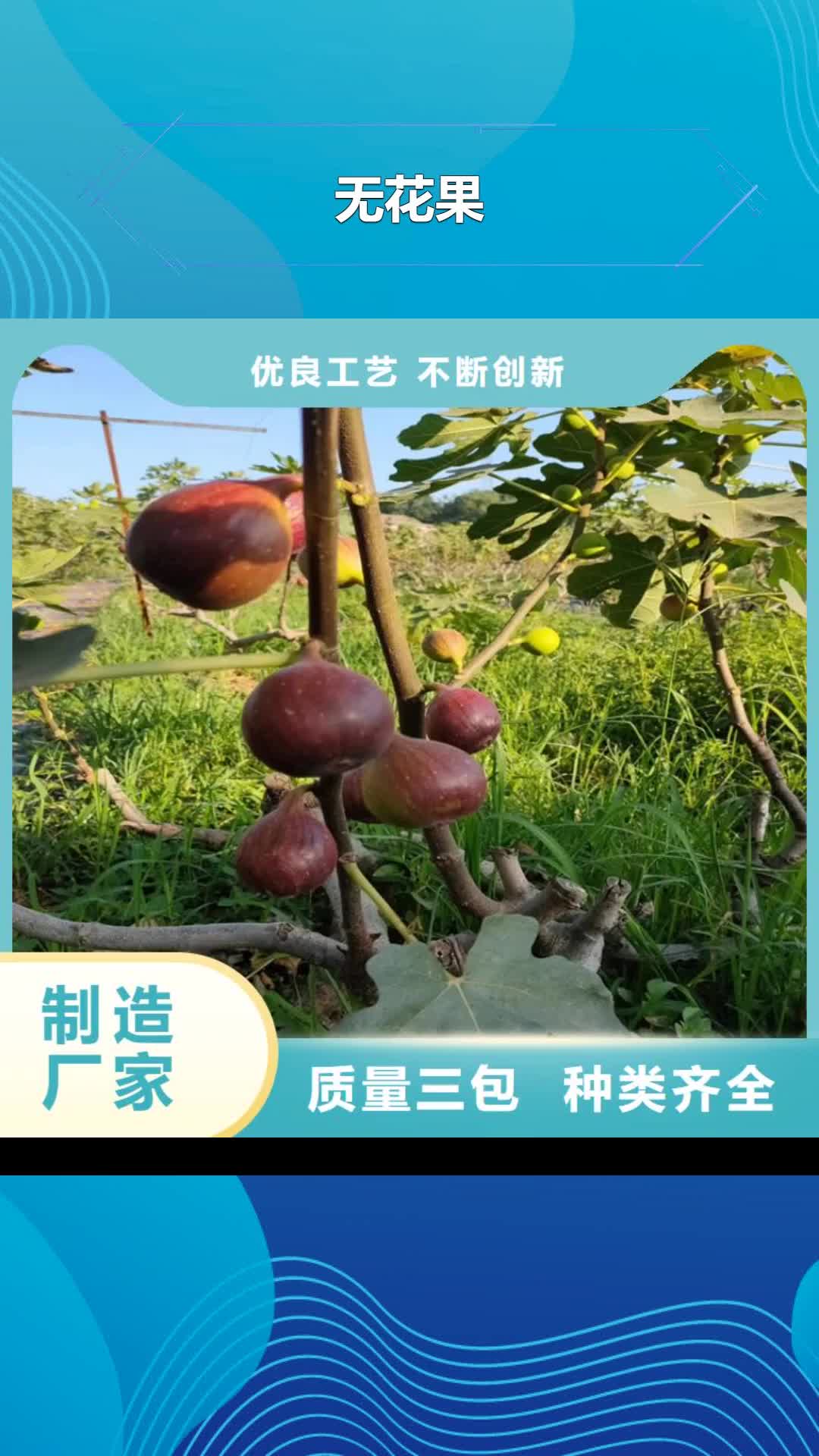 驻马店 无花果【苹果苗】批发供应