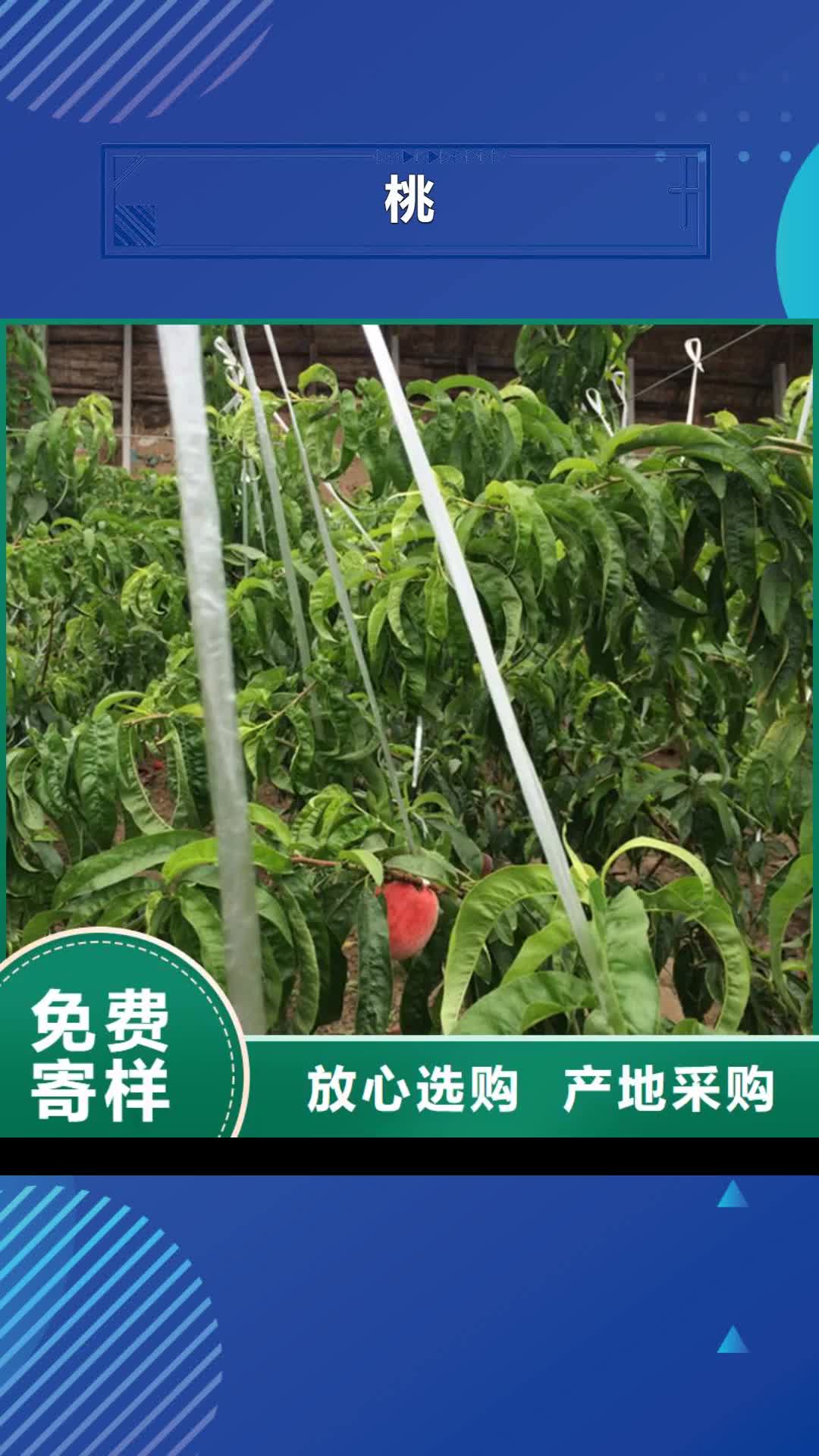 大庆 桃-【樱桃苗】保质保量