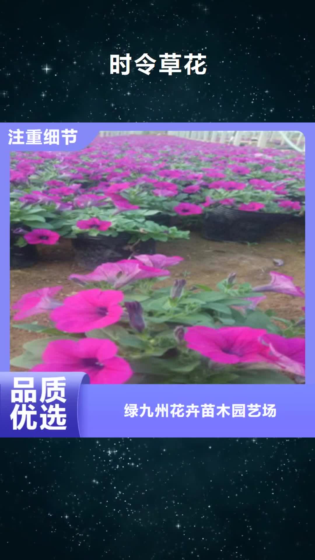 【临夏 时令草花 鲁冰花/粉黛乱子草大量现货】