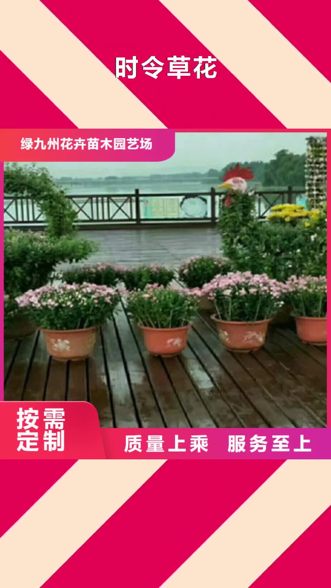 【三门峡 时令草花-花海景观工程多年经验值得信赖】