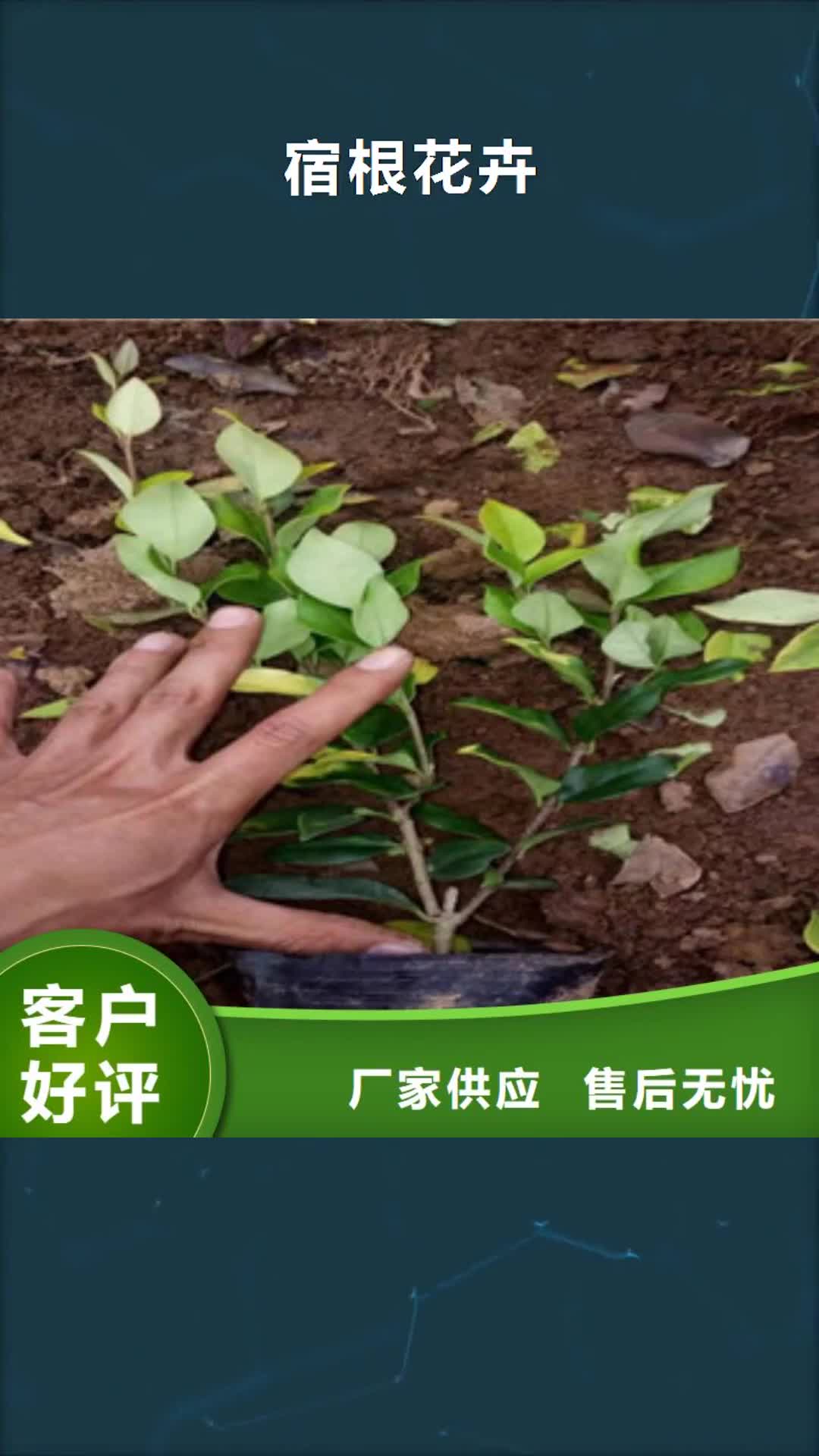 【新乡 宿根花卉柳叶马鞭草/薰衣草 厂家质量过硬】