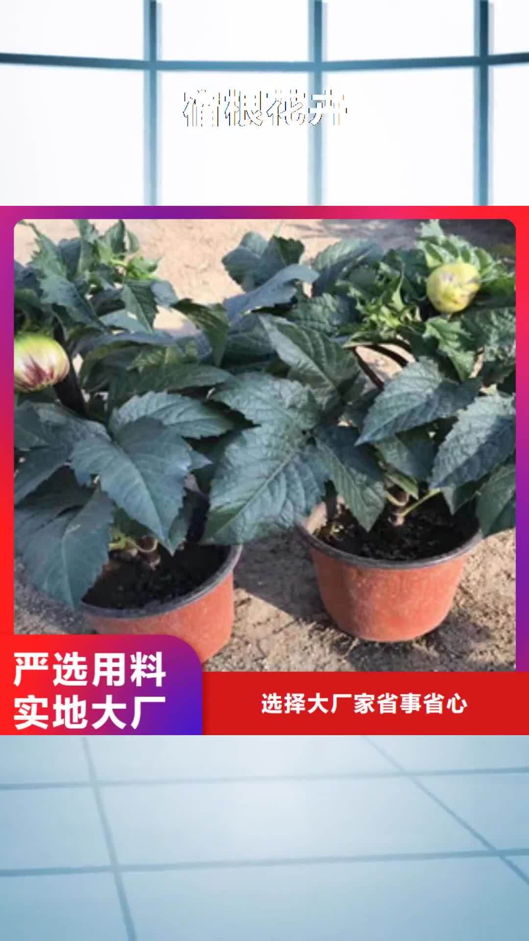 苏州【宿根花卉】,水生植物/荷花睡莲产品参数