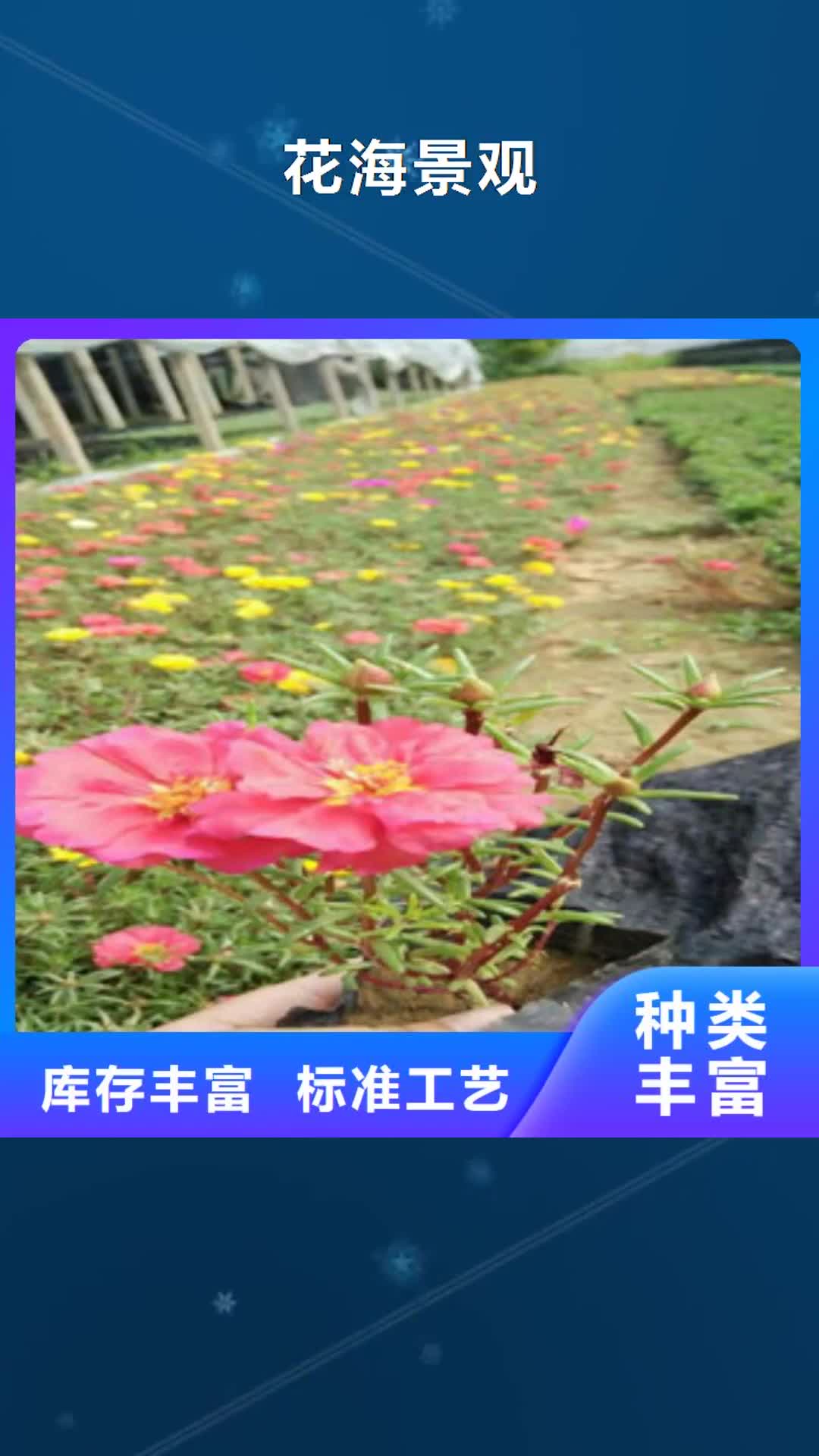 汉中 花海景观,【耐寒耐旱草花基地】选择我们选择放心