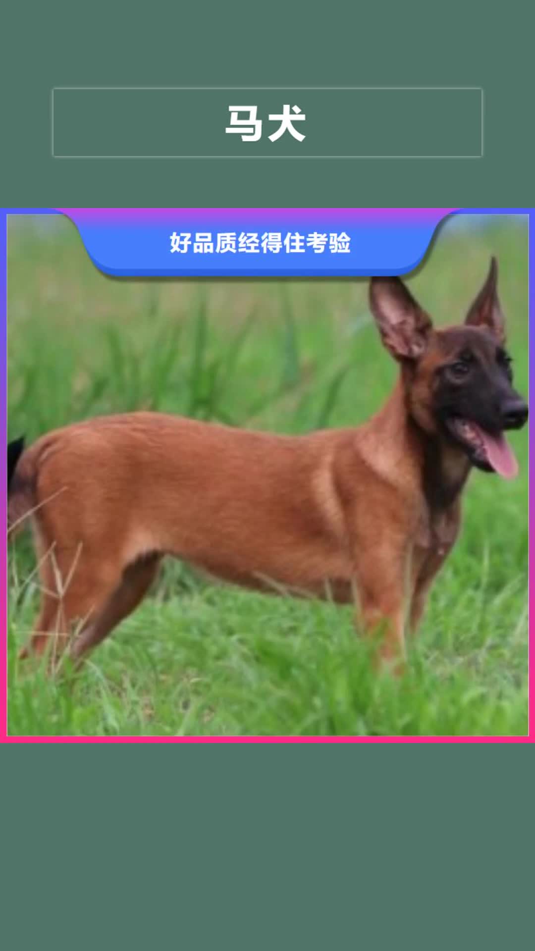 【抚州 马犬 罗威纳犬拒绝中间商】